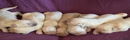 Goldador dogs for sale: Gorgeous KC Line Goldador Puppies 🐾  - Advert 15