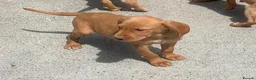Cockerdor dogs for sale: Fox red Cockerdor pups 🐶 - Advert 8