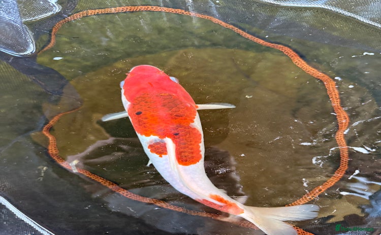 Koi Carp fish - Advert 11