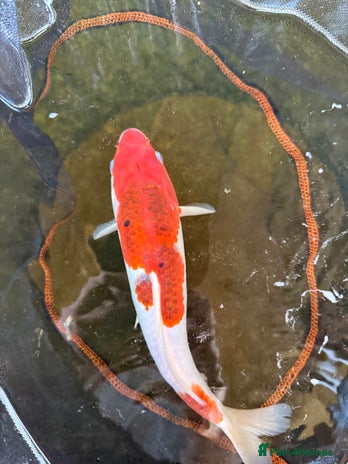 Koi Carp fish - Advert 20