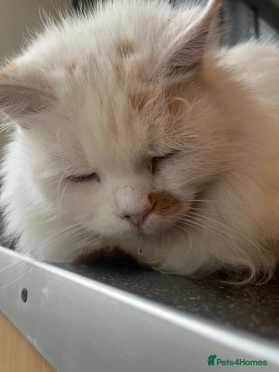 Mixed Breed cats for sale: Lola cat - Advert 2