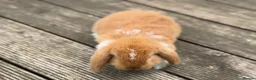Mini Lop rabbits for sale: Three cute mini lops. - Advert 12