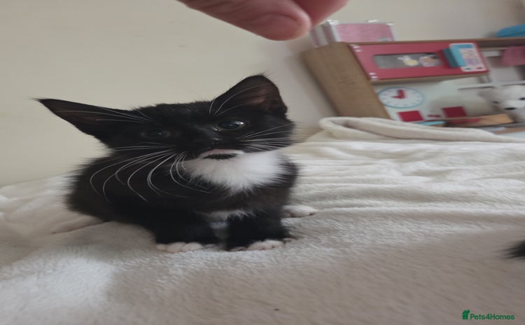 Mixed Breed cats - Advert 14
