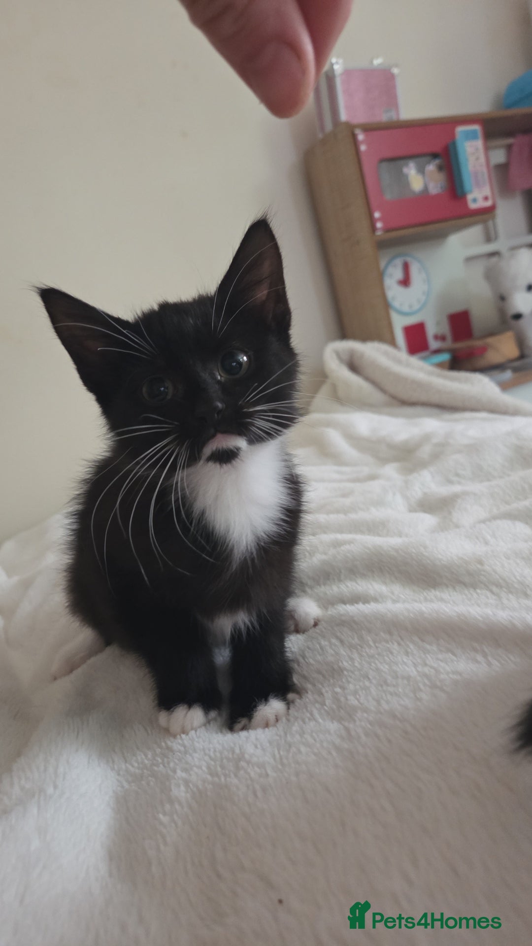 Mixed Breed cats for sale: 3 x 12 week kittens for sale - Image 1