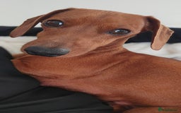 Miniature Dachshund dogs for sale: Miniature dachshund KC registered  - Image 6