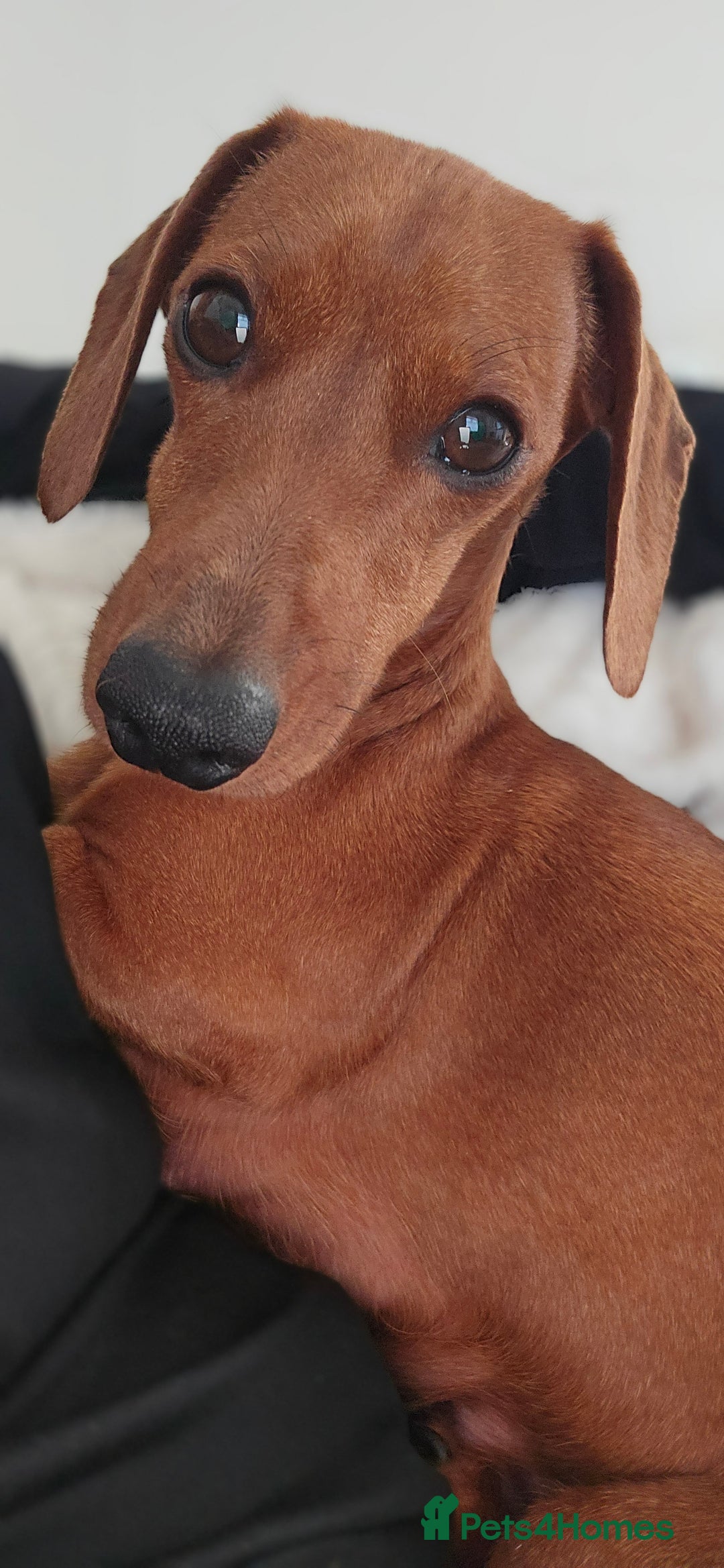 Miniature Dachshund dogs for sale: Miniature dachshund KC registered  - Image 6