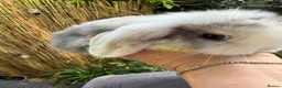 Mini Lop rabbits for sale: Stunning mini lops - Advert 12