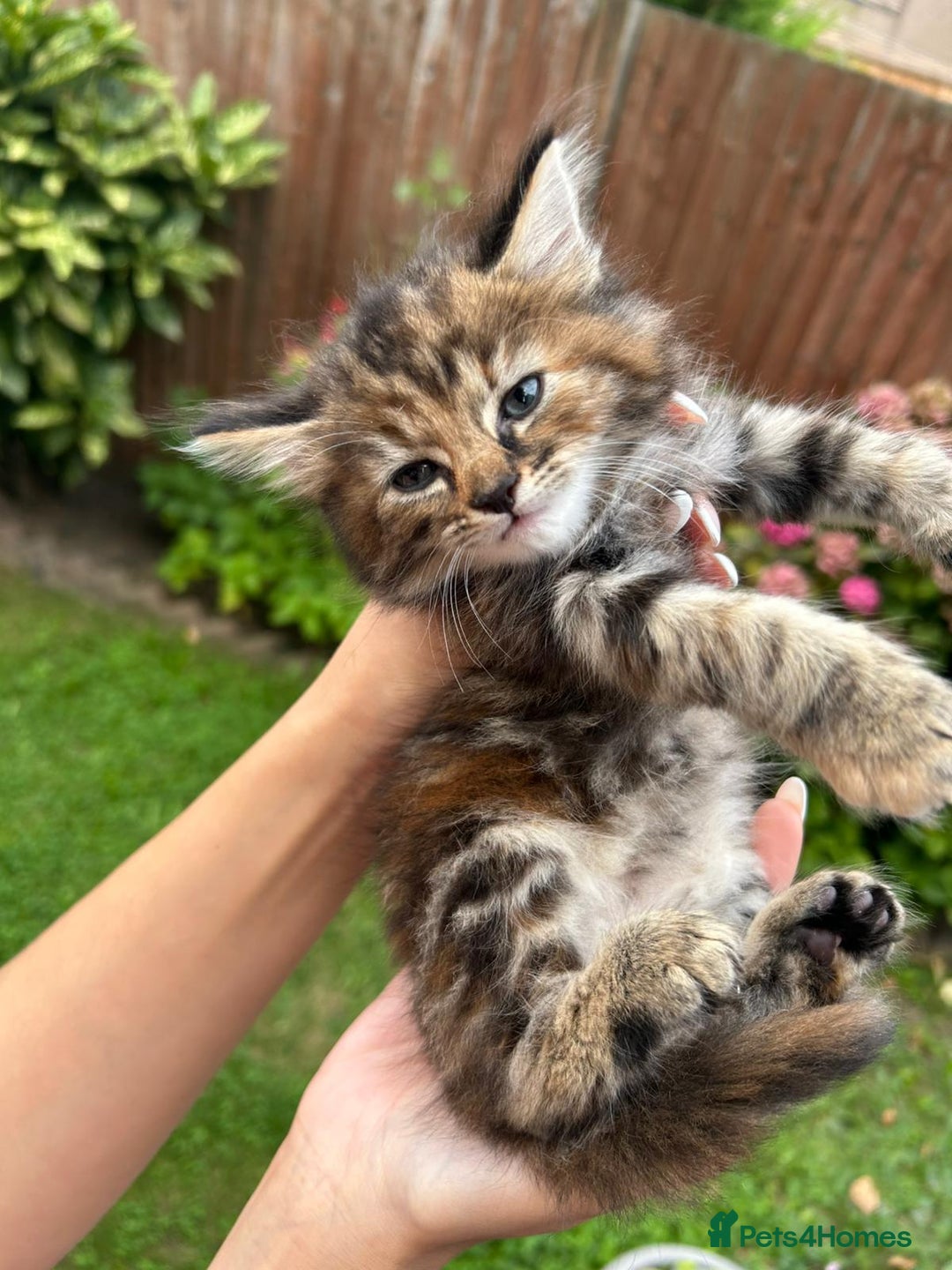 Mixed Breed cats for sale: Beautiful kittens for sale  - Image 5