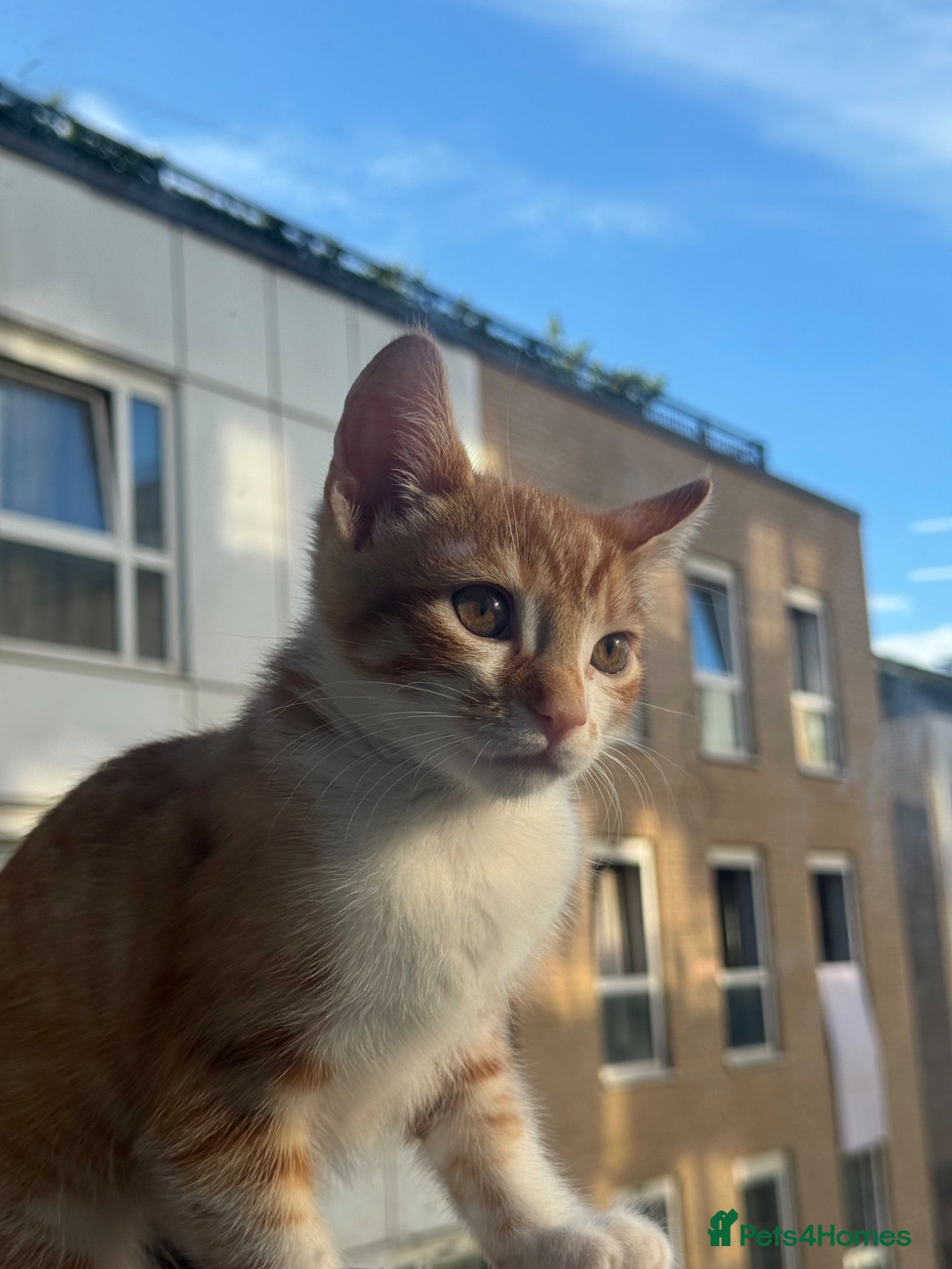 Mixed Breed cats Kitten for sale - Advert 17