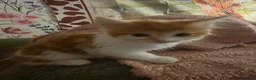 Mixed Breed cats for sale: Two Ginger boy kittens  - Advert 3