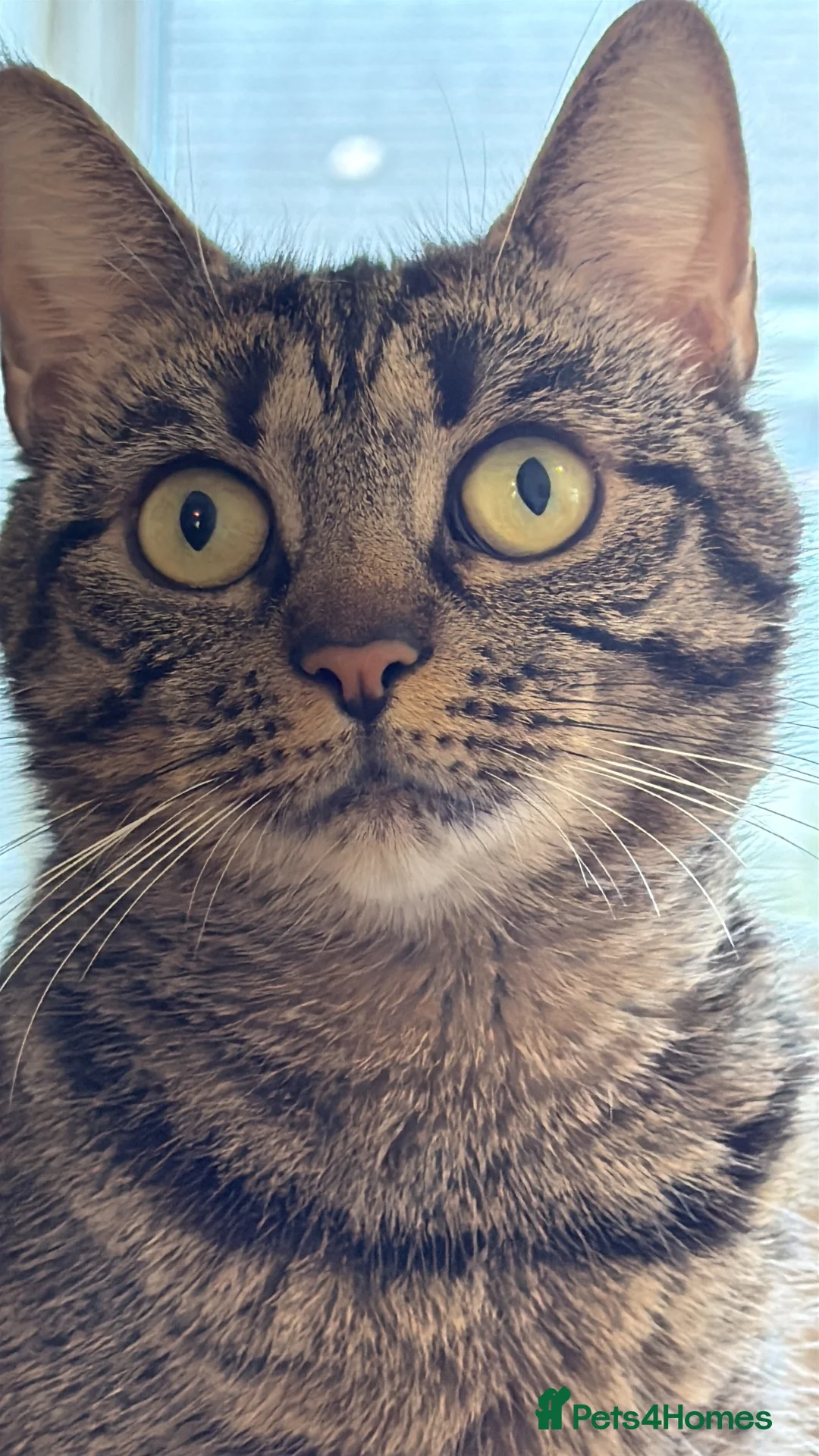 British Shorthair cats for sale: Gorgeous British short haired tabby’s & calicos  - Advert 1