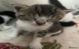 Mixed Breed cats for sale: Kittens for sale - Image 5
