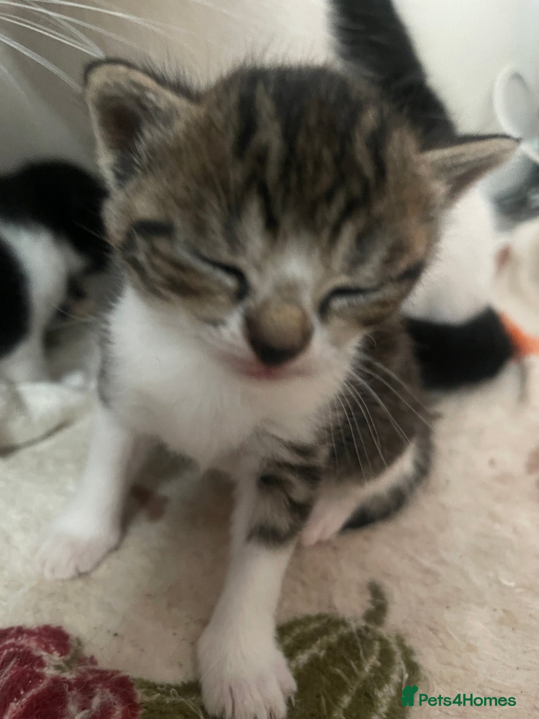 Mixed Breed cats for sale: Kittens for sale - Image 5