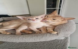 Abyssinian cats for sale: Abyssinian kittens  - Image 4