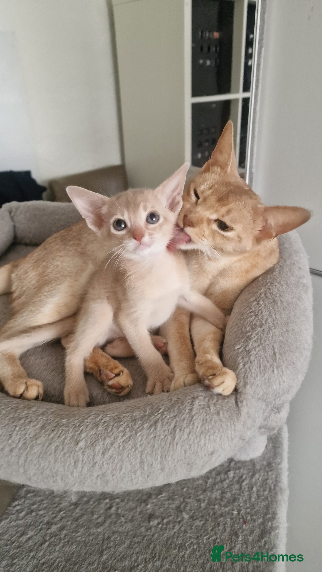 Abyssinian cats for sale: Abyssinian kittens  - Image 4