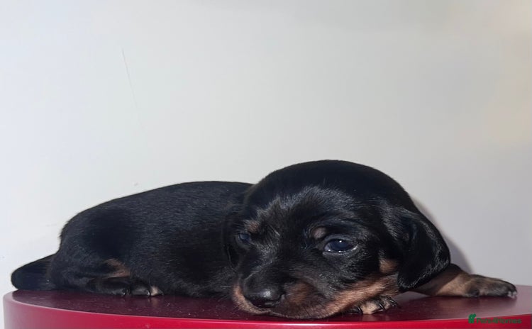 Miniature Dachshund dogs 4 beautiful minis  - Advert 1