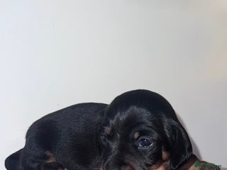 Miniature Dachshund dogs 4 beautiful minis - Advert 15