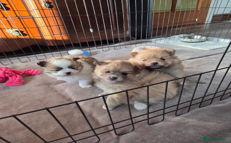 Pomeranian dogs - Advert 3