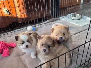 Pomeranian dogs - Advert 5