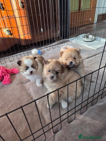 Pomeranian dogs - Advert 3