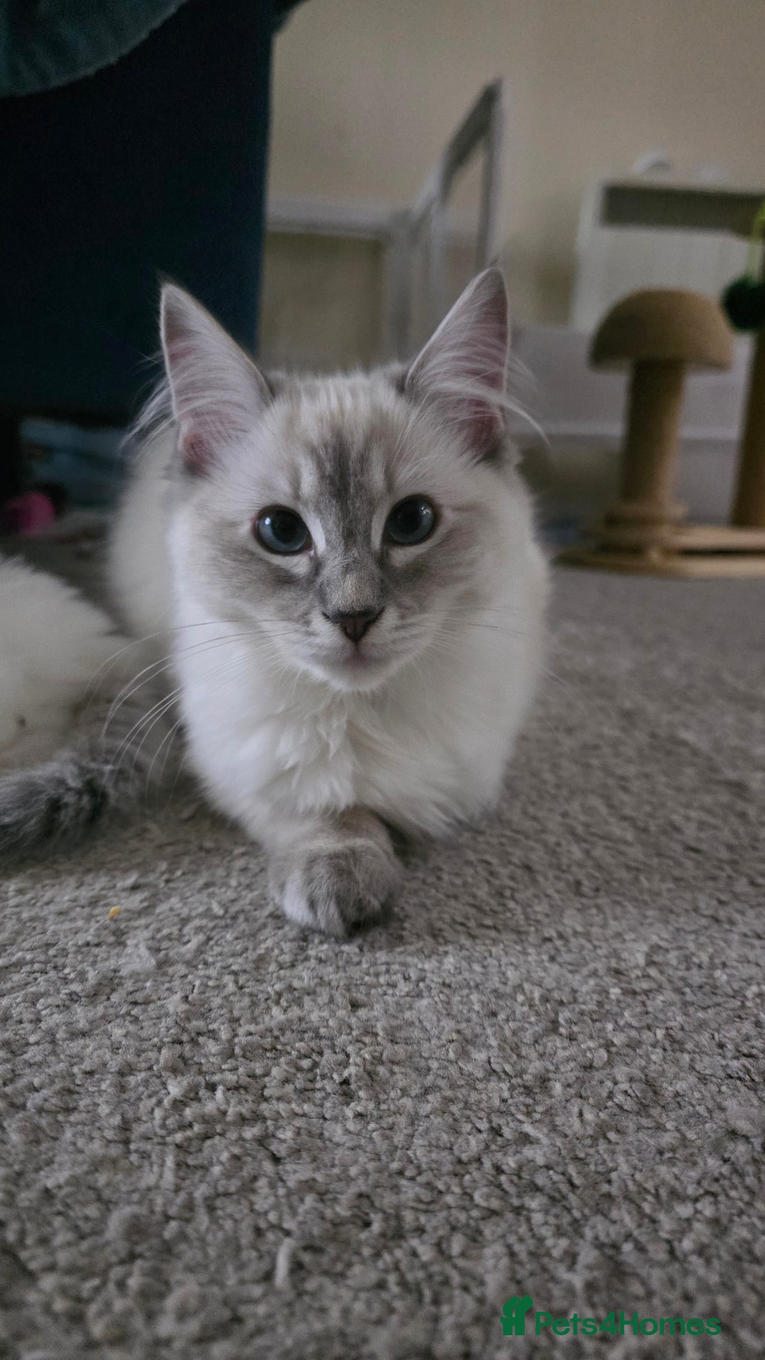 Ragdoll cats for sale: Female Blue Lynx Ragdoll - Advert 2