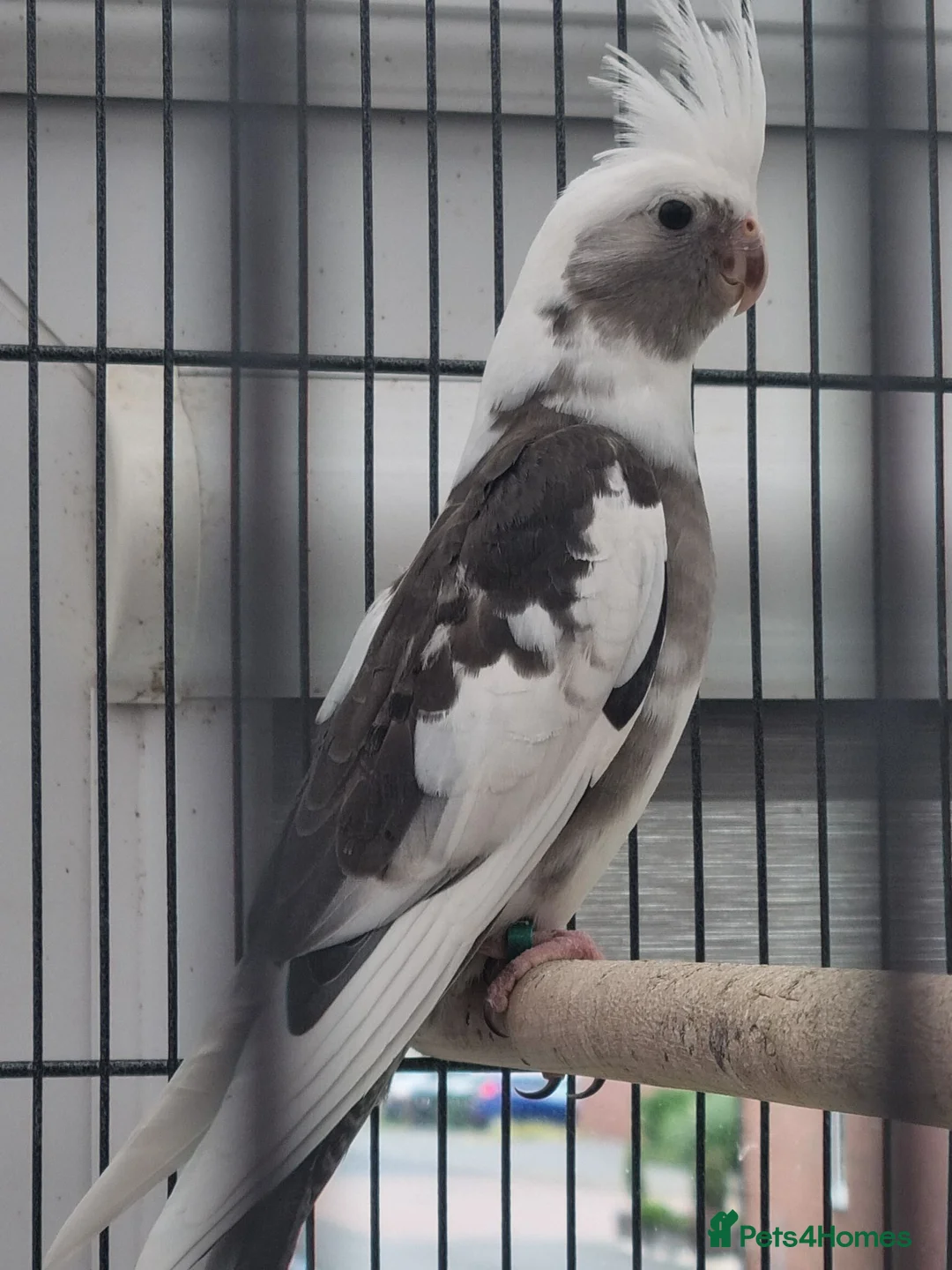 Cockatiels birds for sale: Baby  cockatiels.  - Advert 8