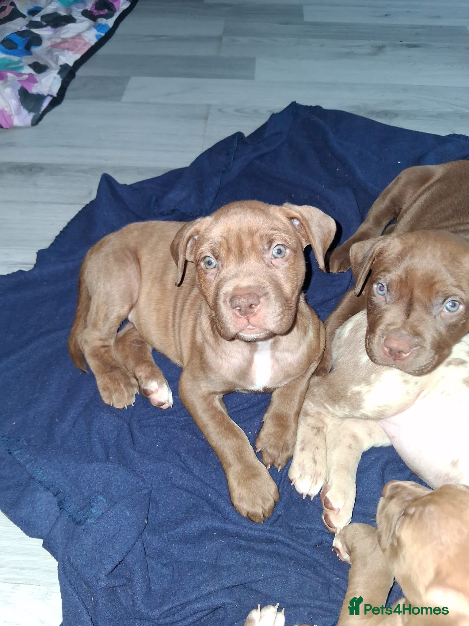 Mixed Breed dogs Presa canerio cross american bulldog cross - Advert 7