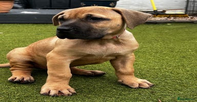 Presa Canario dogs - Advert 2