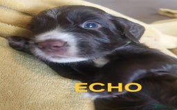 Sprocker dogs for sale: Exceptional working-line puppies for loving homes! - Image 25