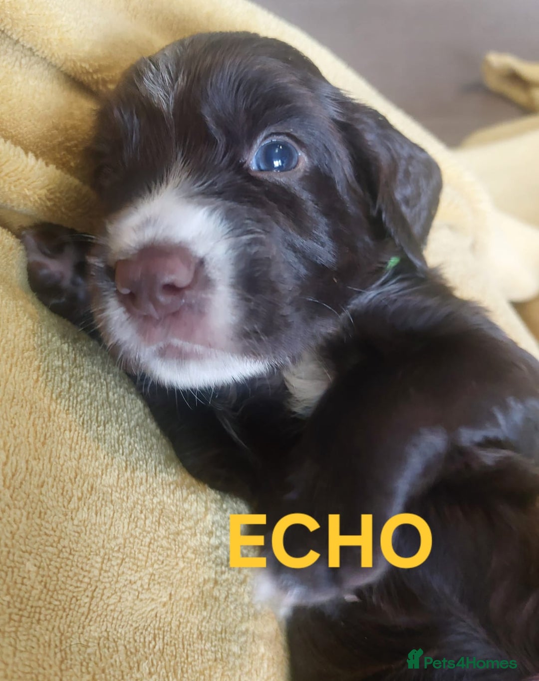 Sprocker dogs for sale: Exceptional working-line puppies for loving homes! - Image 25