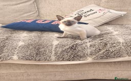 Siamese cats for sale: Siamese girl - Image 4