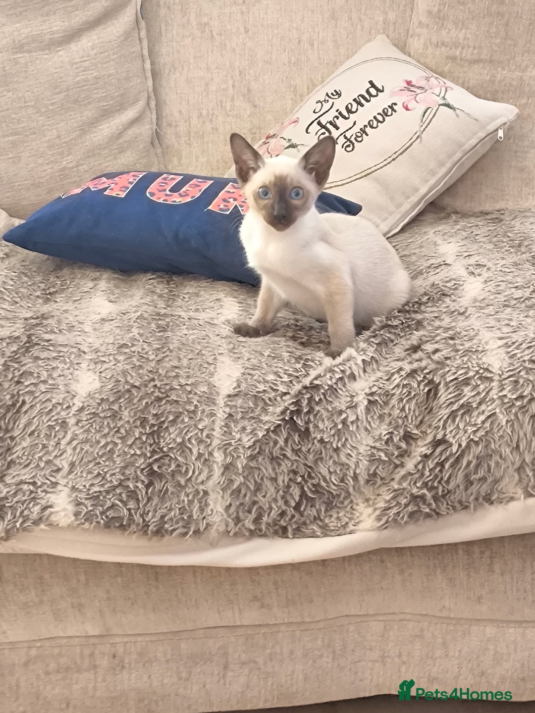 Siamese cats for sale: Siamese girl - Image 4