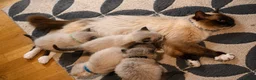 Ragdoll cats for sale: Blue Point Ragdolls | Celestial Litter - Advert 10