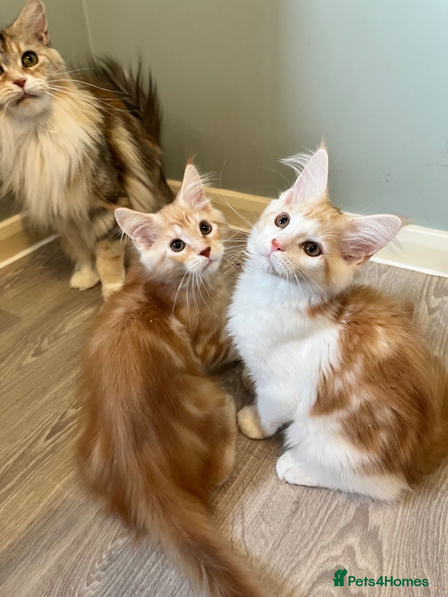 Maine Coon cats GCCF pedigree Male Maine Coon kittens  - Advert 1