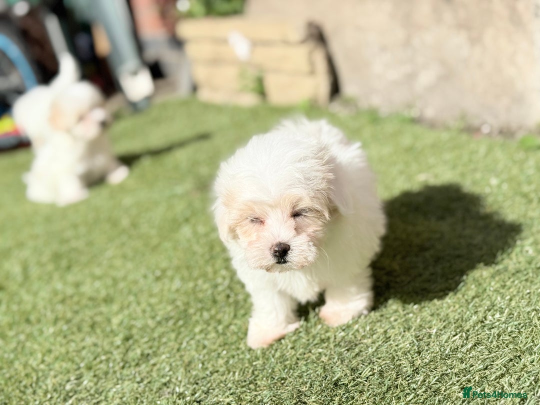 Maltese dogs for sale: Puppies Maltese  - Image 19