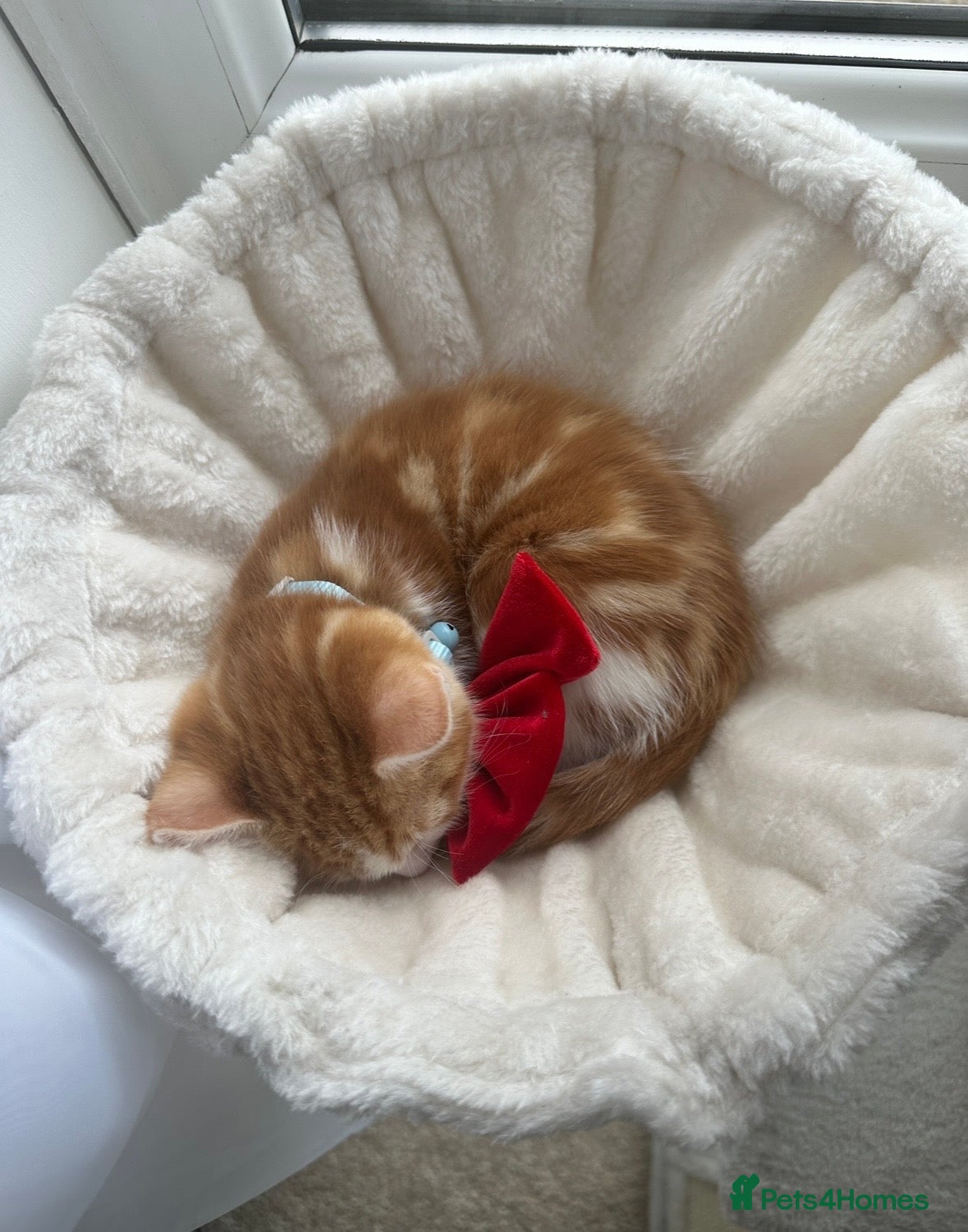 Mixed Breed cats Lovely Maine Coon mix kitten  - Advert 1