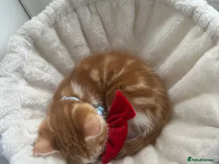 Mixed Breed cats Lovely Maine Coon mix kitten - Advert 1