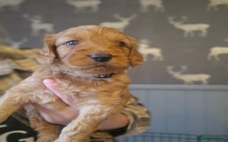 Mini Goldendoodle dogs for sale: F1 Miniature Goldendoodle for sale  - Image 1