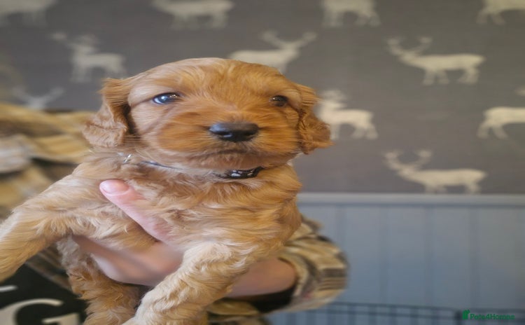 Mini Goldendoodle dogs - Advert 1
