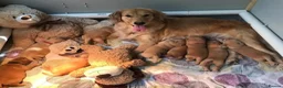 Golden Retriever dogs for sale: Golden retriever puppies  in Bognor Regis - Advert 4