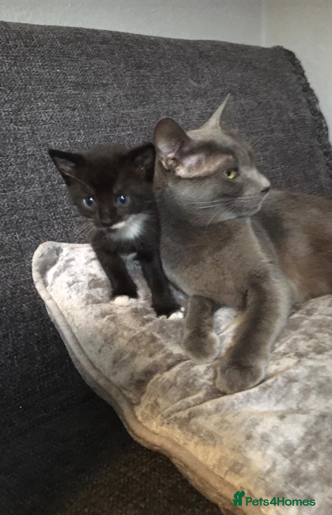 Mixed Breed cats for sale: Beautiful black and white kittens - Advert 2