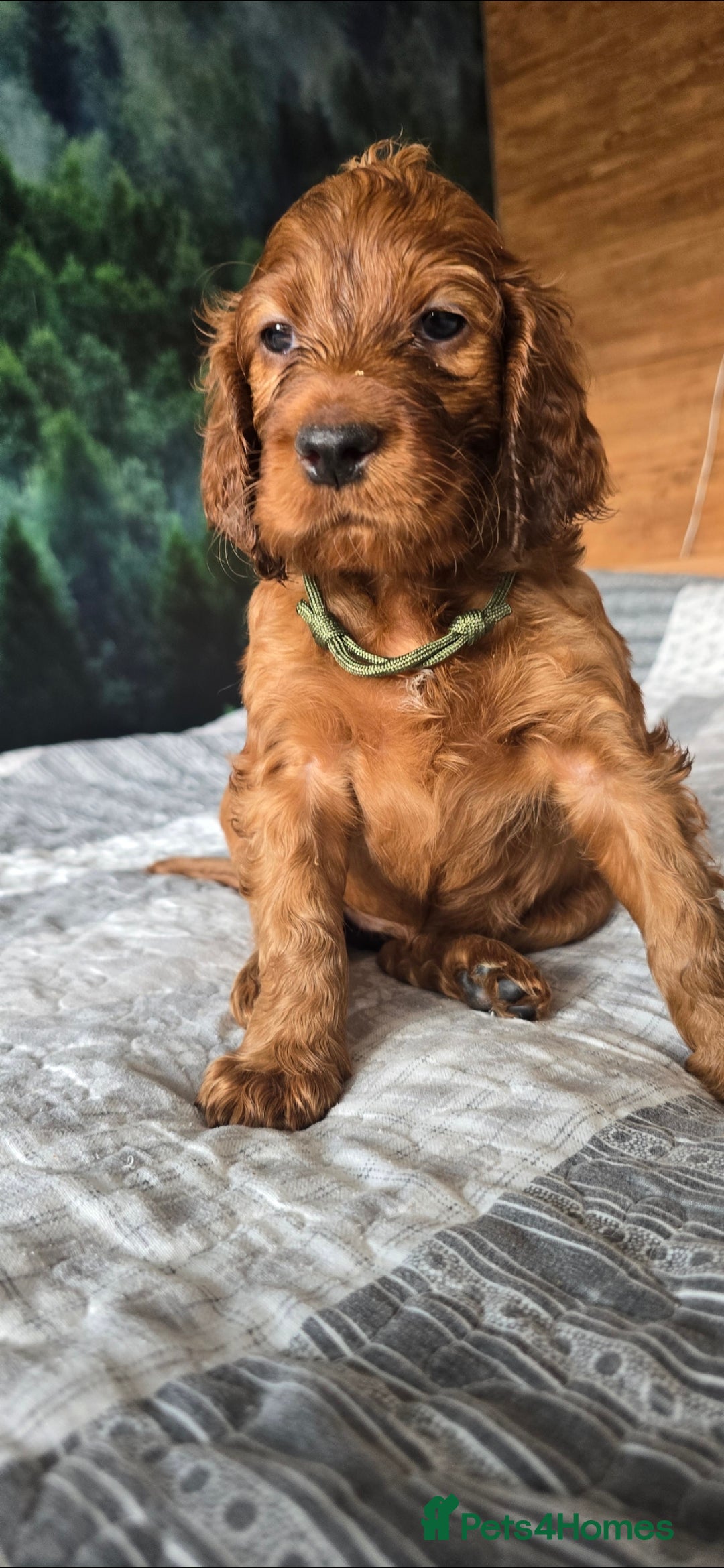 Irish Setter dogs KC Registered Beautiful Irish Setter Puppies  - Advert 2