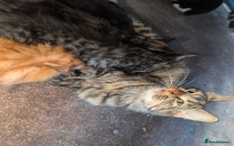 Mixed Breed cats for sale: Fluffy kittens mums part maincoon - Image 8