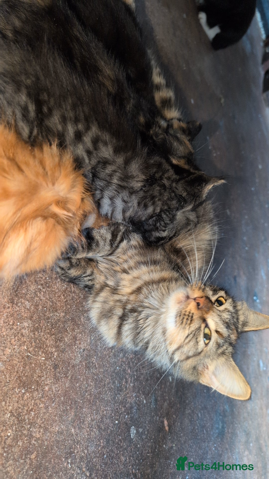 Mixed Breed cats for sale: Fluffy kittens mums part maincoon - Image 8