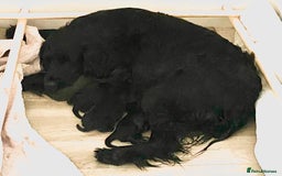 Sprocker dogs for sale: Gorgeous sprocker puppies  - Image 6