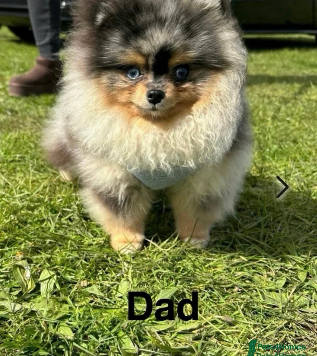 Pomeranian dogs for sale: Teddy bear miniature Pomeranian  - Advert 7
