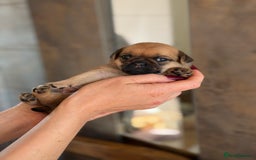 Mixed Breed dogs for sale: Adorable Pug x Pomeranian Puppies  - Image 8
