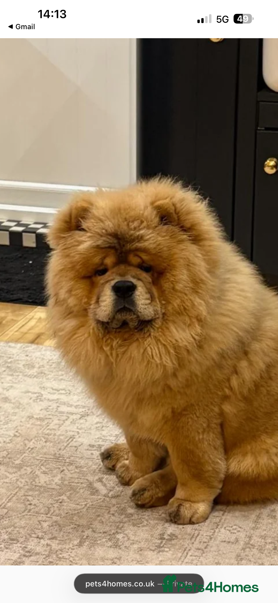 Chow Chow dogs 1year old chow chow  - Advert 8