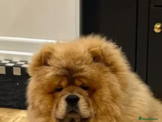 Chow Chow dogs 1year old chow chow - Advert 8