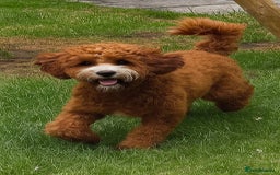 Cavapoo dogs for sale: Cavapoo F1b fully health tested  - Image 18